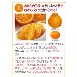 みかん 不知火 完熟 おでこちゃん 2kg 送...の詳細画像5
