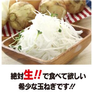 玉ねぎ 4kg 送料無料 塩たまちゃん たまね...の詳細画像2