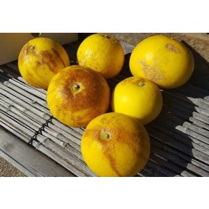 絶品!土佐文旦 お買い得の家庭用約6kg【送料無料】の詳細画像1