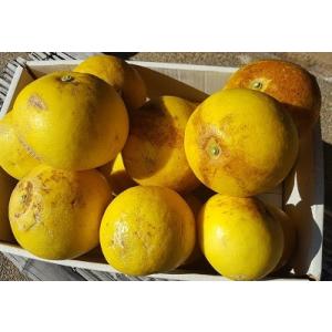 絶品!土佐文旦 お買い得の家庭用約6kg【送料無料】の詳細画像2
