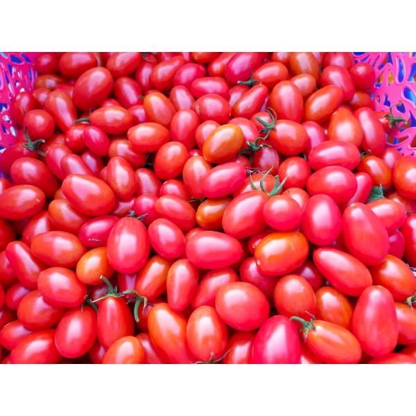 【今だけ送料無料】オーガニックエコフェスタ最優秀賞受賞トマト・無農薬・無肥料、ミニトマト・ロッソナポ...