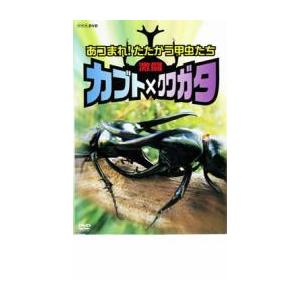 ケース無::激闘 カブト×クワガタ あつまれ!たたかう甲虫たち レンタル落ち 中古 DVD