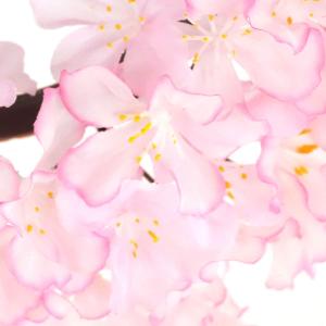 春の装飾 桜 さくら 玄関 壁掛け 飾り 造花...の詳細画像2