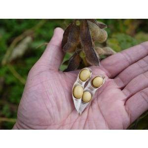 味噌用大豆 里のほほえみ(3kg)の詳細画像5