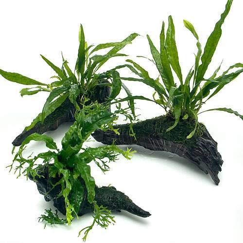 （水草）ミクロソリウム＆ウィローモス付 流木（約１５ｃｍ前後）（１本）