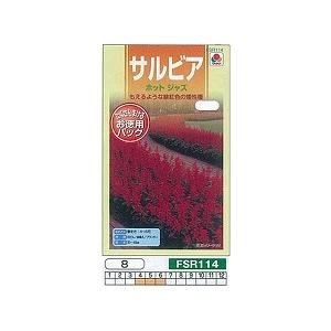 サルビア ホットジャズ[FSR115]の商品画像