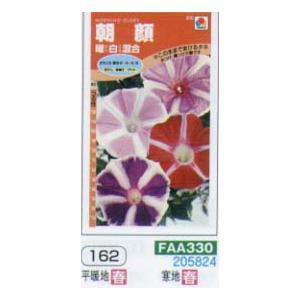 曜白朝顔の商品一覧 通販 Yahoo ショッピング