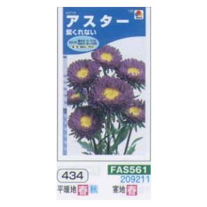 アスター 紫くれない[FAS561]