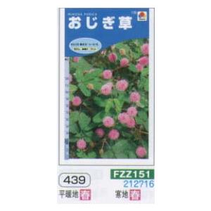 オジギソウ　おじぎ草[FZZ151]