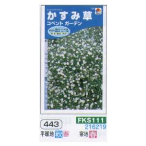 カスミソウ　かすみ草　コペントガーデン[FKS111]