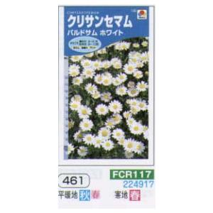 クリサンセマム バルドサムホワイト[FCR117]