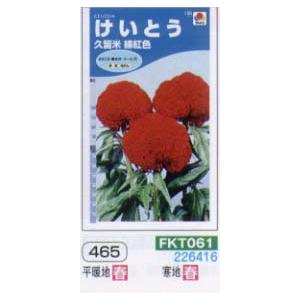 ケイトウ（けいとう　鶏頭）　久留米緋紅色[FKT061]