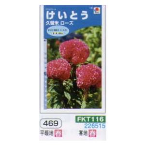 ケイトウ（けいとう　鶏頭）　久留米ローズ[FKT116]