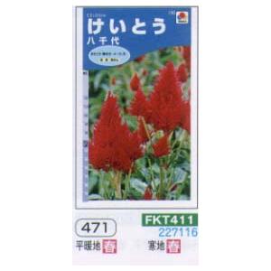 ケイトウ（けいとう　鶏頭）　八千代[FKT411]