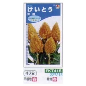 ケイトウ（けいとう　鶏頭）　金峰[FKT415]