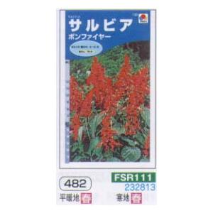 サルビア ボンファイアー[FSR111]