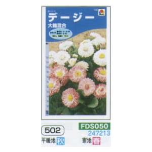 デージー 大輪 混合[FDS050]の商品画像