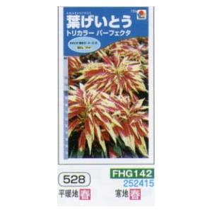 ハゲイトウ　葉げいとう　トリカラーパーフェクタ[FHG142]
