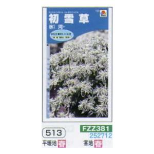 ハツユキソウ　初雪草　氷河[FZZ381]