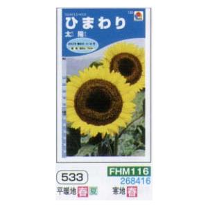 ヒマワリ　ひまわり　太陽[FHM116]