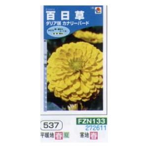 ジニア（ヒャクニチソウ　百日草）　ダリア咲カナリーバード[FZN133]