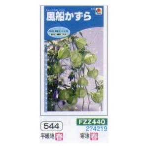 フウセンカズラ　風船かずら[FZZ440]
