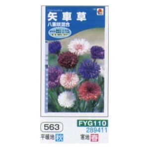 ヤグルマソウ　矢車草　八重咲混合[FYG110]