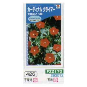 ルコウソウ　カーディナルクライマー　大輪るこう草[FZZ170]