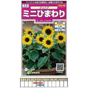 花種 NL300 矮性(低草丈)ひまわり スマイルラッシュ [FHM413]【タキイ