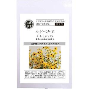 【オーガニックの花と緑肥】ルドベキア トリロバ〔固定種〕[A608]/小袋（40粒）｜otaseed