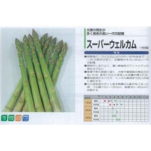【アスパラガス】スーパーウェルカム〔一代交配（サカタ）〕/20ml