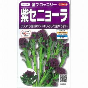 【ブロッコリー】茎ブロッコリー　紫セニョーラ〔一代交配0062〕/小袋｜otaseed