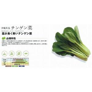 【チンゲンサイ】沖縄長茎チンゲン菜〔うちな〜育成〕/小袋（10ml）｜otaseed