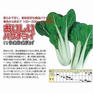 【中国野菜】おいしいパクチョイ ウィンウィンチ...の詳細画像1