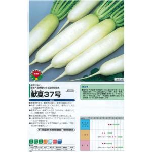 【ダイコン】献夏37号〔サカタ交配〕/小袋（5.5ml）｜otaseed