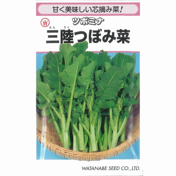【花菜】ツボミナ　三陸つぼみ菜〔固定種0055〕/小袋（3.0ml）