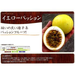 枝豆 丹波黒大粒大豆 1dl(約65粒) タキイ種苗（株） : グリーンロフト