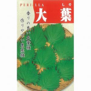 根深ネギ 種 『大河の轟き』 トキタ種苗/コートL5000粒 : 種兵ネット