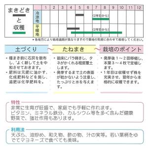 【その他の菜類】あしたば(アシタバ)〔固定種0...の詳細画像1