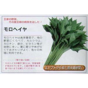 【その他の菜類】モロヘイヤ〔固定種〕/小袋（1.5ml）