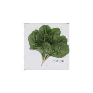 【その他の菜類】フダンナ　うまい菜〔固定種0541〕