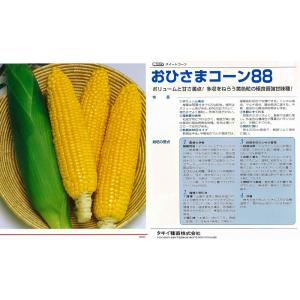 種・種子 タキイ種苗 おひさまコーン 2000粒入(3袋)
