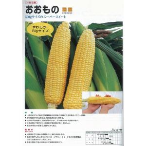 ナント種苗 スイートコーン おおもの83（早生 大型スーパースイート