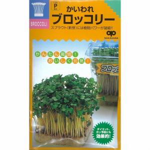 【スプラウト】かいわれ系　かいわれブロッコリー〔中原採種場〕