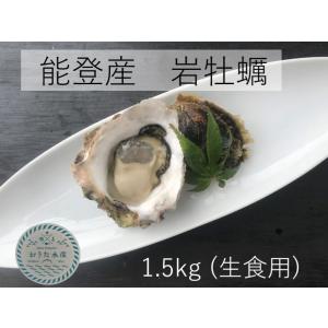 岩牡蠣　能登産 　  1.5kg    （6〜8個）（牡蠣ナイフ、片手用軍手付）送料無料