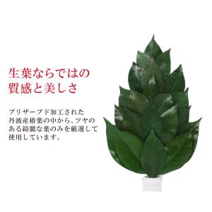 枯れない榊 御榊 M 1対(2本セット)プリザ...の詳細画像2