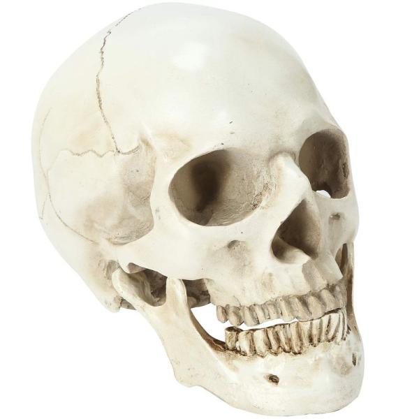 EnergyPower 実物大 頭蓋骨 レプリカ あごが動く可動式 骸骨 人体模型 骨格標本 骨格模...