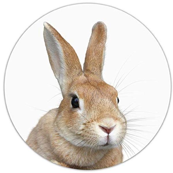 ちょい横向きのウサギの顔の丸型マウスパッド：フォトパッド（ 世界の野生動物シリーズ ）