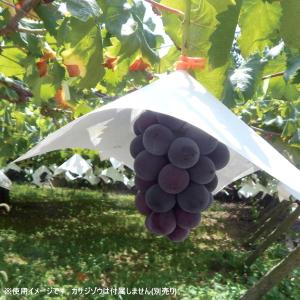 タイベック　ぶどう傘　250枚入り　ブドウ傘 高温障害