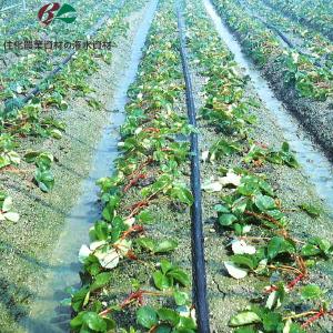 住化農業資材 潅水チューブ スミサンスイM-03 100m 1巻